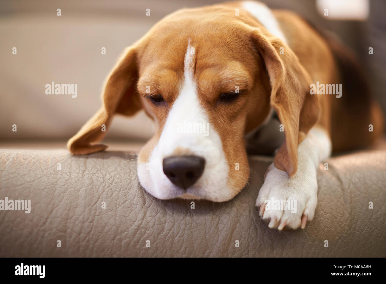Cane Beagle dormire sul pullman vista ravvicinata. Triste tema del cane Foto Stock