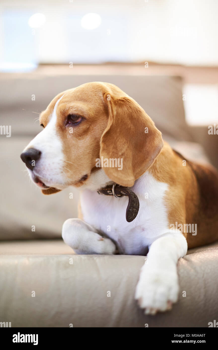 Close up di beagle posa sul divano. Adorabile cane beagle in home lettino Foto Stock