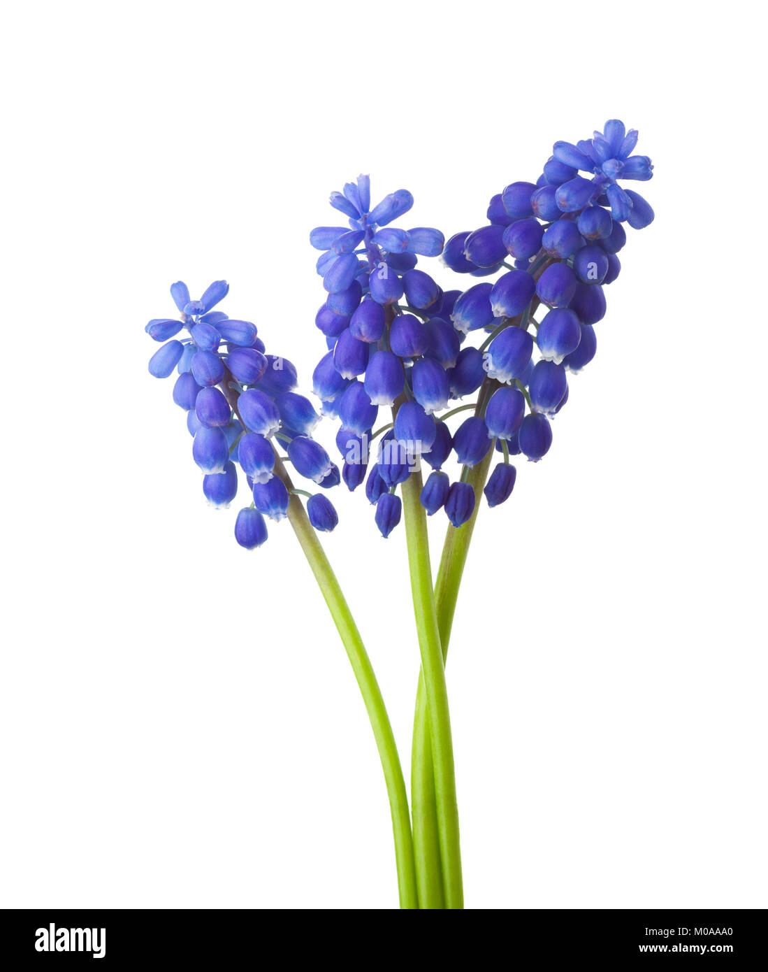 Tre fiori di uva Giacinto isolati su sfondo bianco. Foto Stock