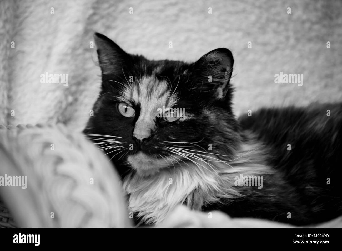 Questa è la mia sedia... Foto Stock