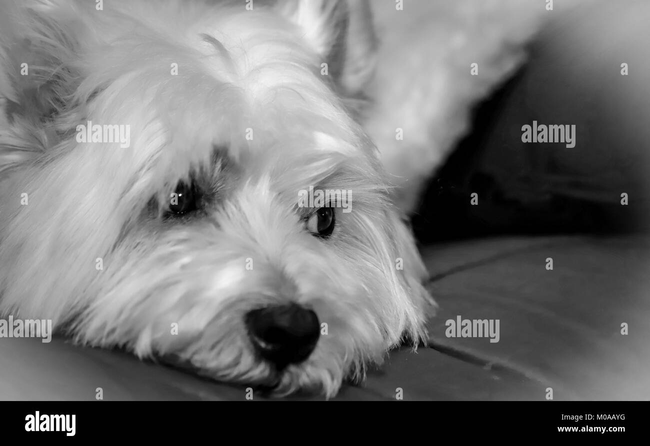 Carino Westie Foto Stock