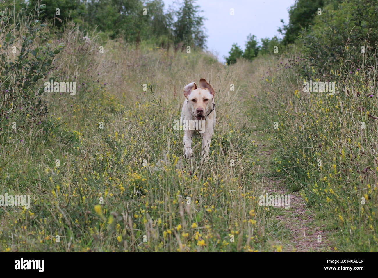 Golden Labrador acceso tramite l'erba con orecchie flappings azione girato (Buster) Foto Stock
