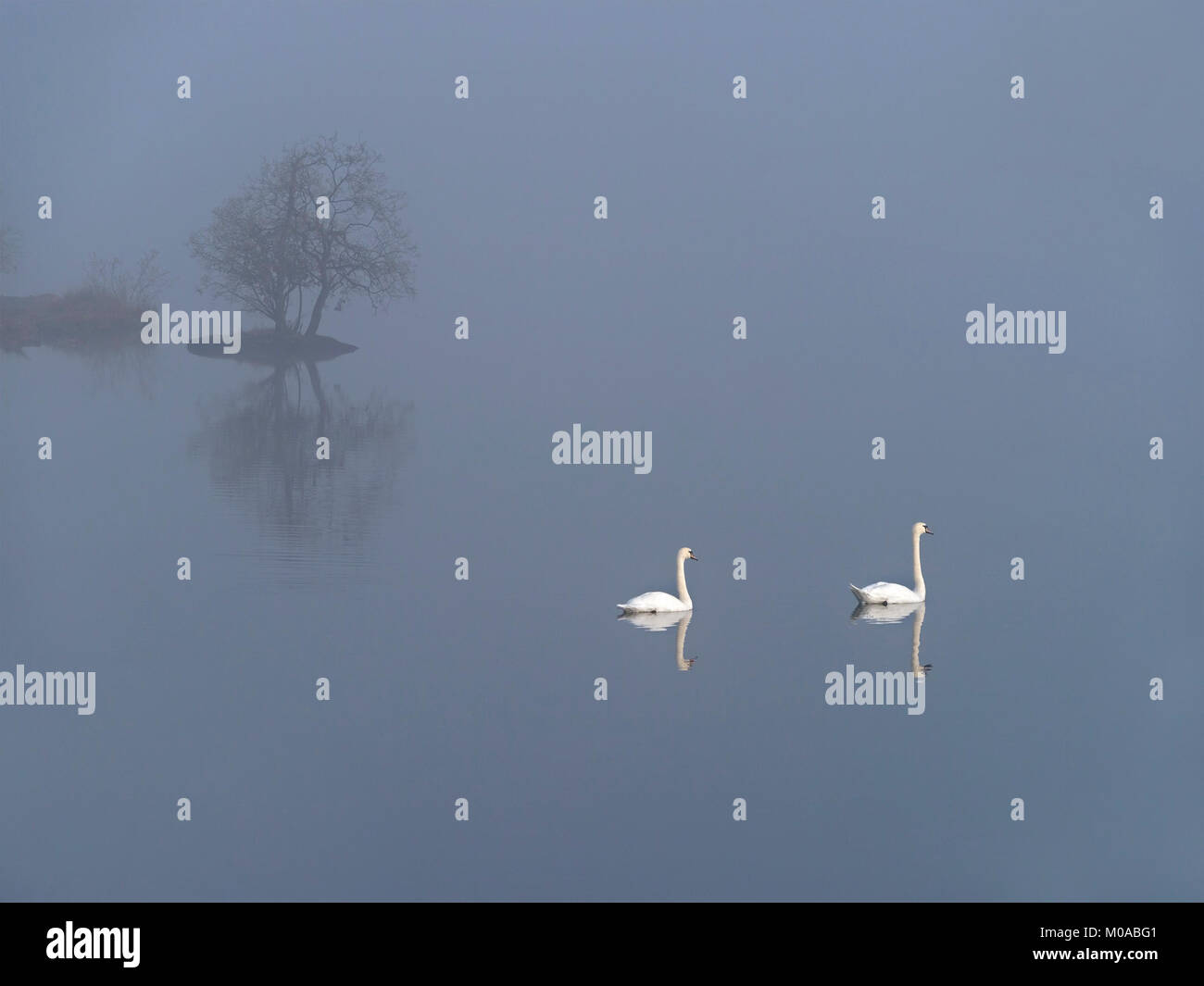 Due bianchi cigni (Cygnus olor) su un ancora e nebbioso Ullswater lago nel Lake District inglese, Glenridding, Cumbria, England, Regno Unito Foto Stock