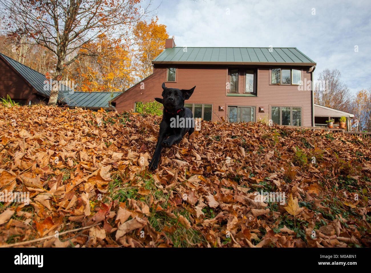 Turbolenti black lab cucciolo di cane suona in foglie di autunno Foto Stock