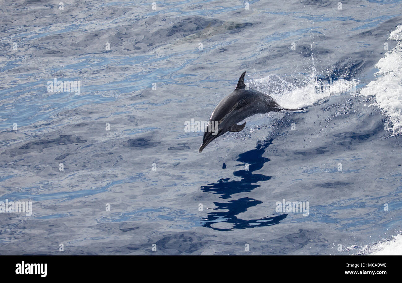 Saltando Dolphin Foto Stock