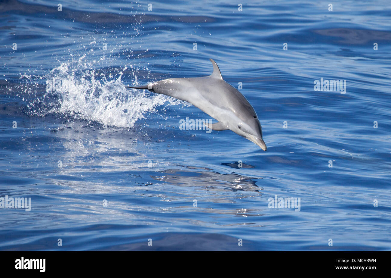 Saltando Dolphin Foto Stock