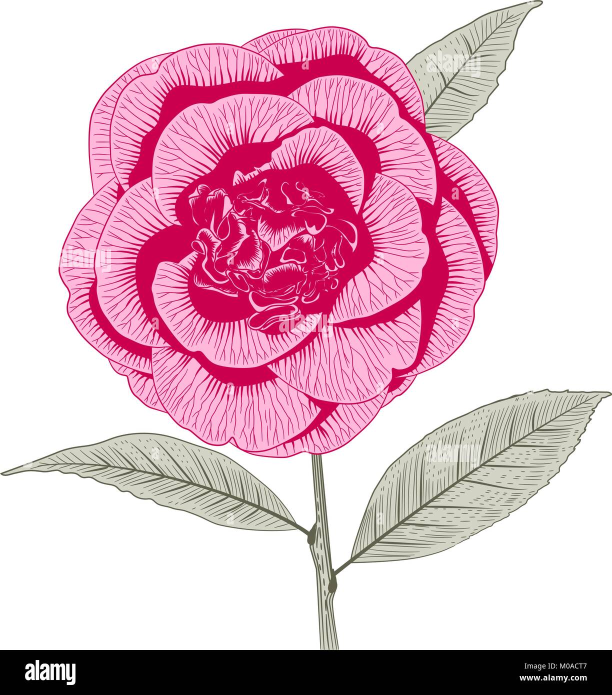 Rosa luminoso Camellia japonica peonia forma fiore con foglie disegnate a mano illustrazione vettoriale Illustrazione Vettoriale