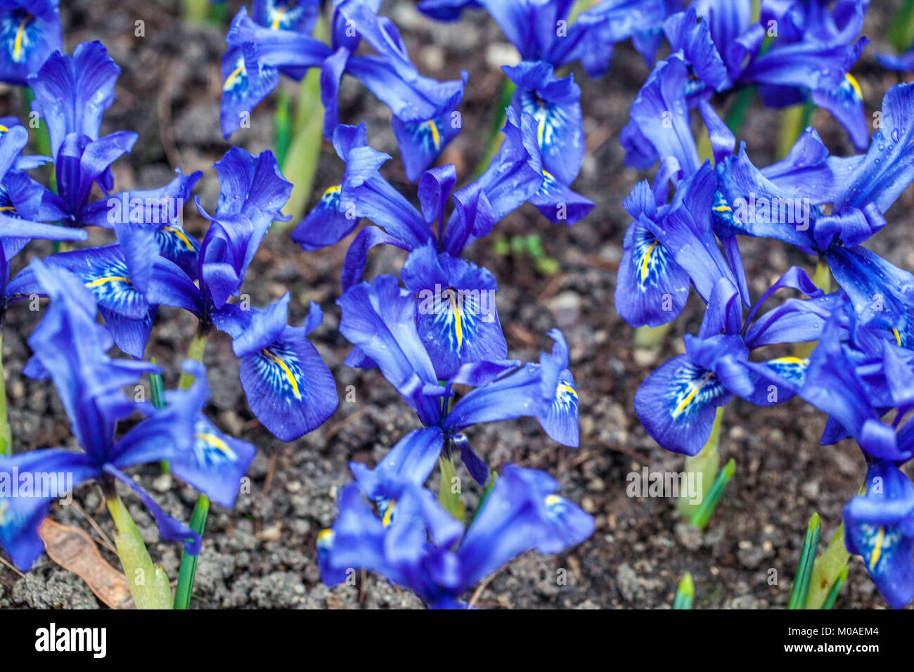 Iris histrioides nana, iris Foto Stock