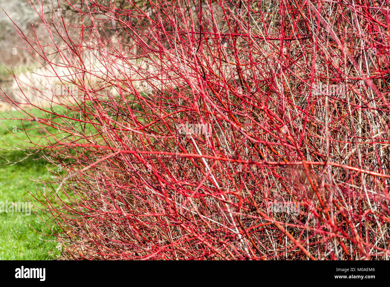 Dogwood, Cornus sanguinea inverno Red Stems Red Shrub Foto Stock