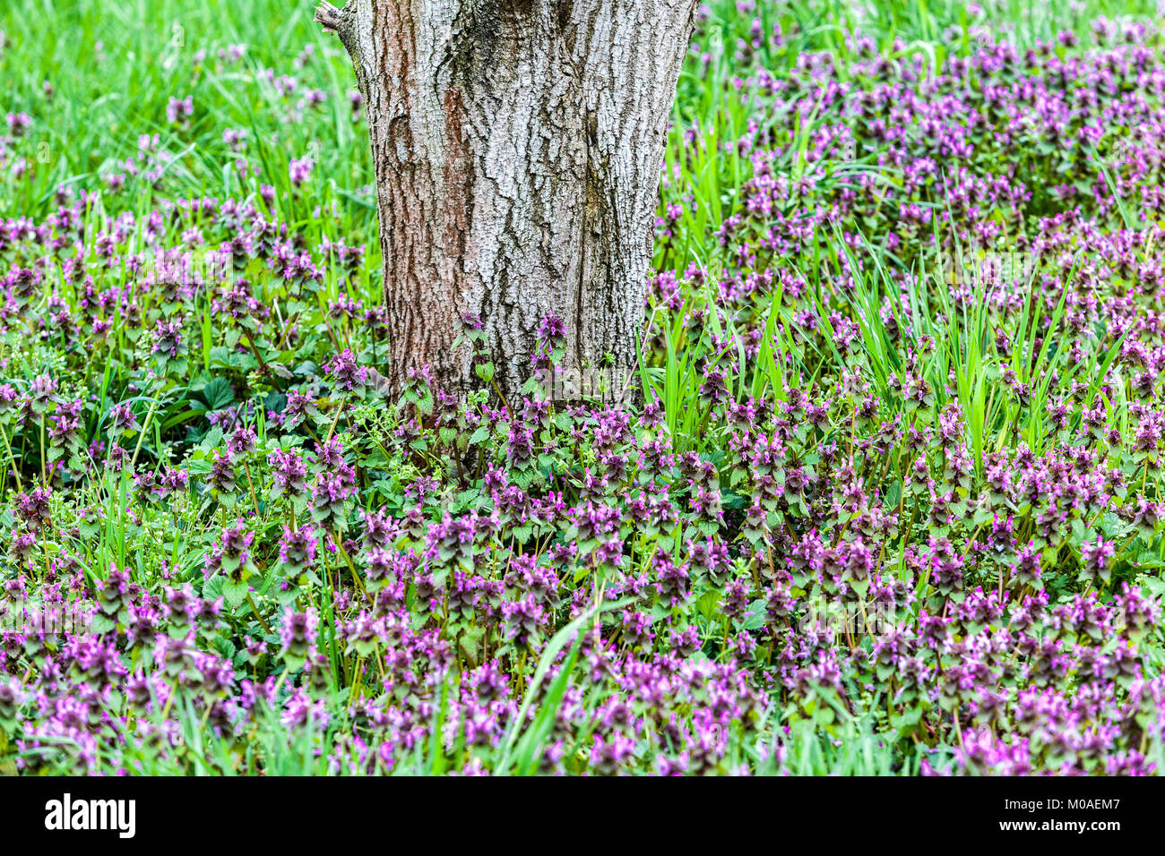 Red Dead Ortica Lamium purpureum Foto Stock