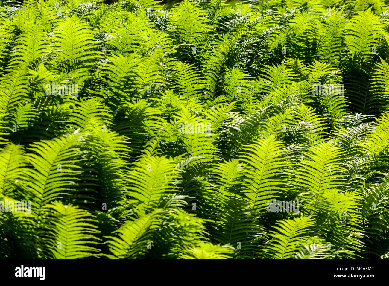 Giardino di felci di struzzo, retroilluminazione Matteuccia struthiopteris Foto Stock