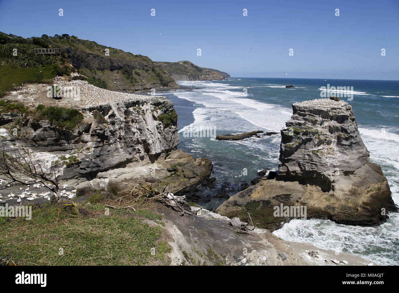 Muriwai Australasian Gannet colonia, Morus serrator Foto Stock