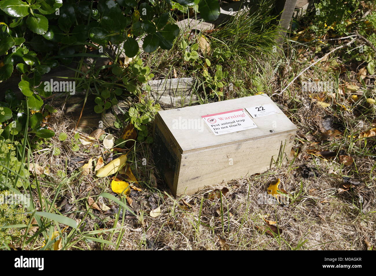 Mammifero set Trap per trattare le specie invasive per la Nuova Zelanda Foto Stock