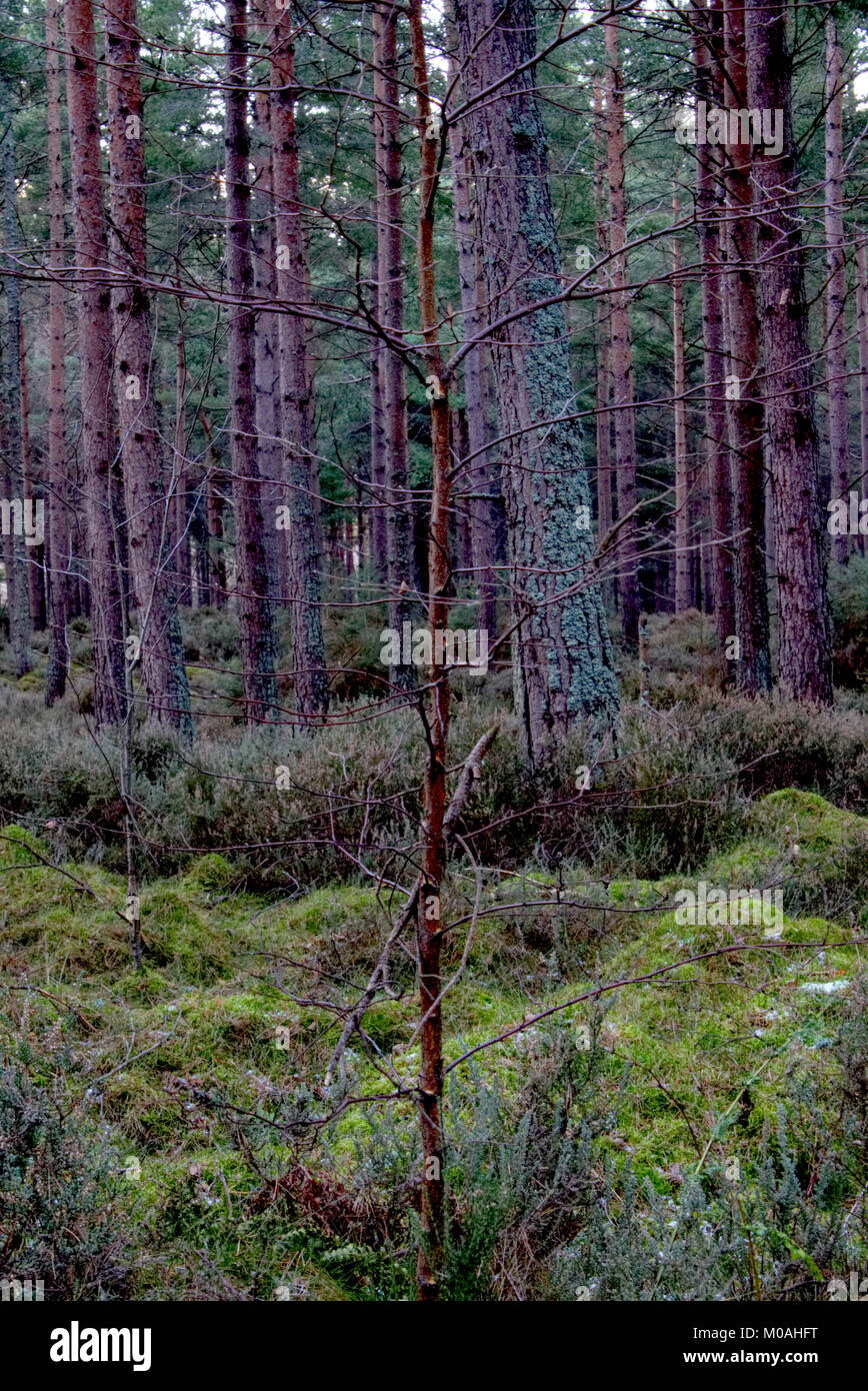 Foresta Vicino a Moray Elgin Scozia Scotland Foto Stock