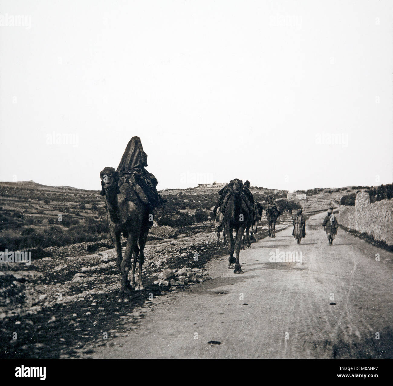 Alate xix o agli inizi del XX secolo fotografia in bianco e nero, presa sulla strada di Betlemme, e mostrando alcuni Tribesmen beduini con i loro cammelli. Le donne sono a cavallo di cammelli. Foto Stock