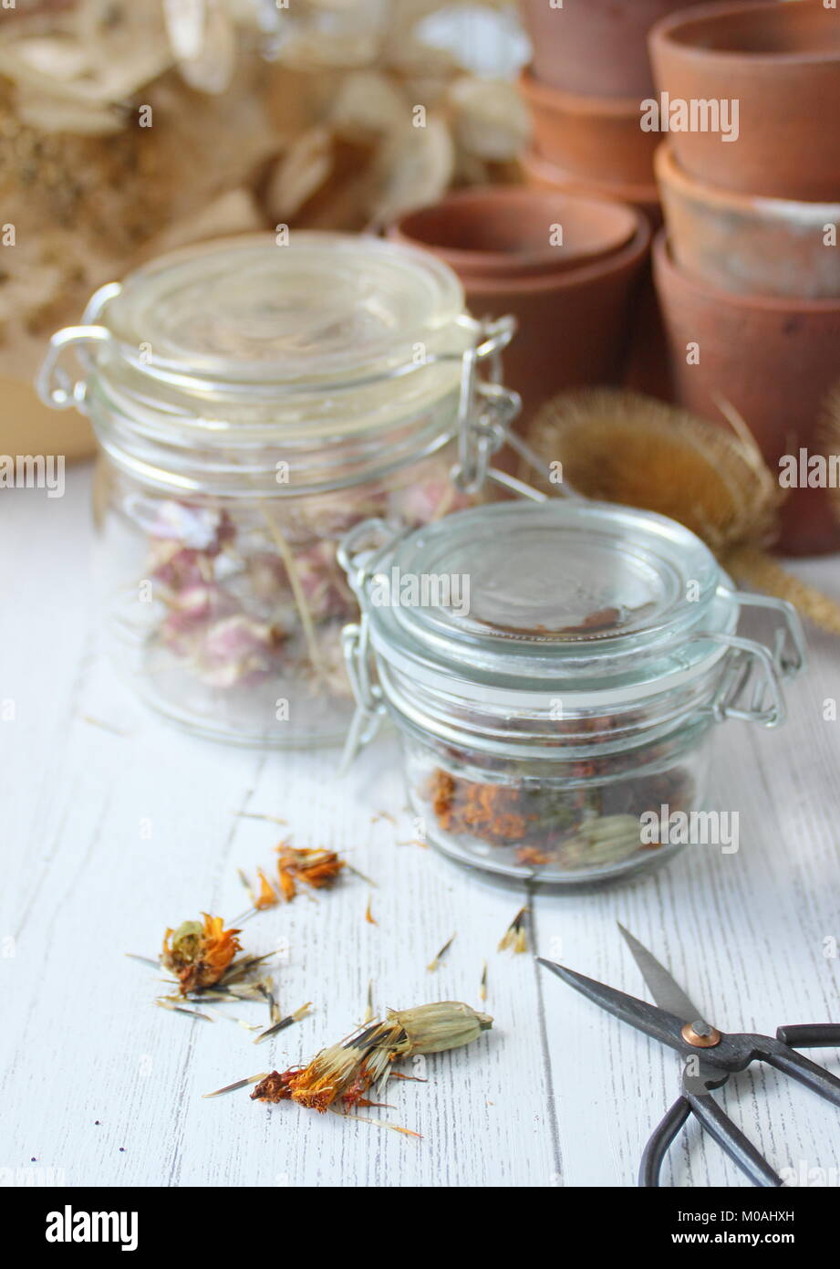 Salvataggio e archiviazione essiccati Sementi di fiori raccolti da un giardino inglese tra cui calendula, nigella, allium, papavero e teasels, ermetico in un barattolo di vetro Foto Stock