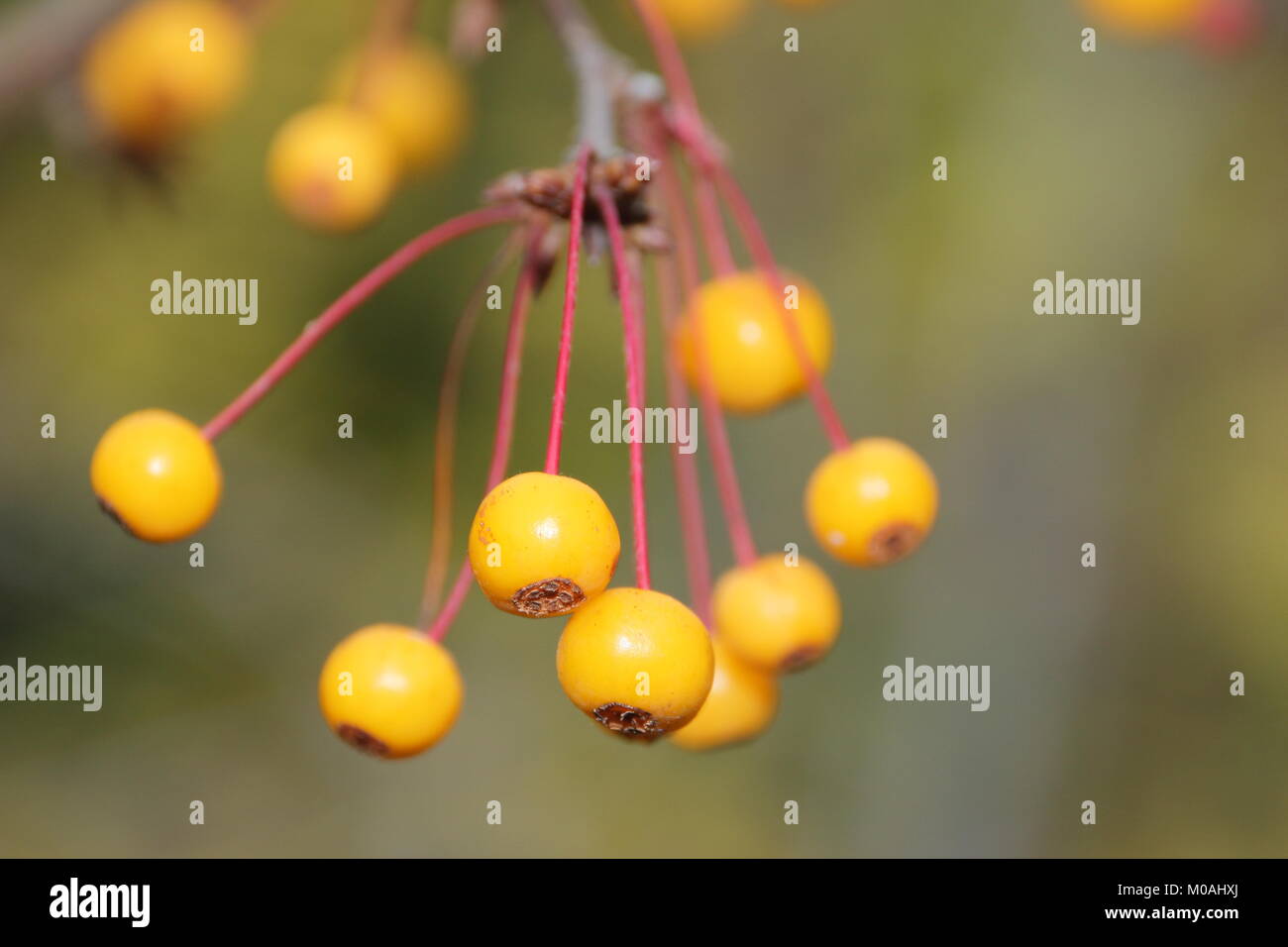 Golden Frutti di Malus transitoria, chiamato anche Golden gocce di pioggia in un giardino inglese, Autunno/Inverno (3 dicembre), Regno Unito Foto Stock