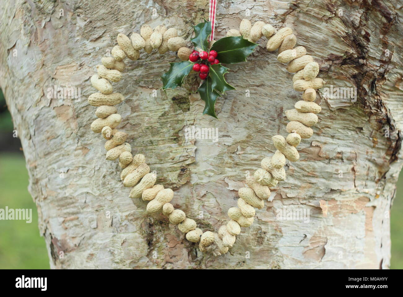 Creazione di una rapida, inverno a forma di cuore bird feeder da scimmia dadi (guida passo passo). Passo 3 di 3: alimentatore posto dove si può godere la visione di uccelli Foto Stock