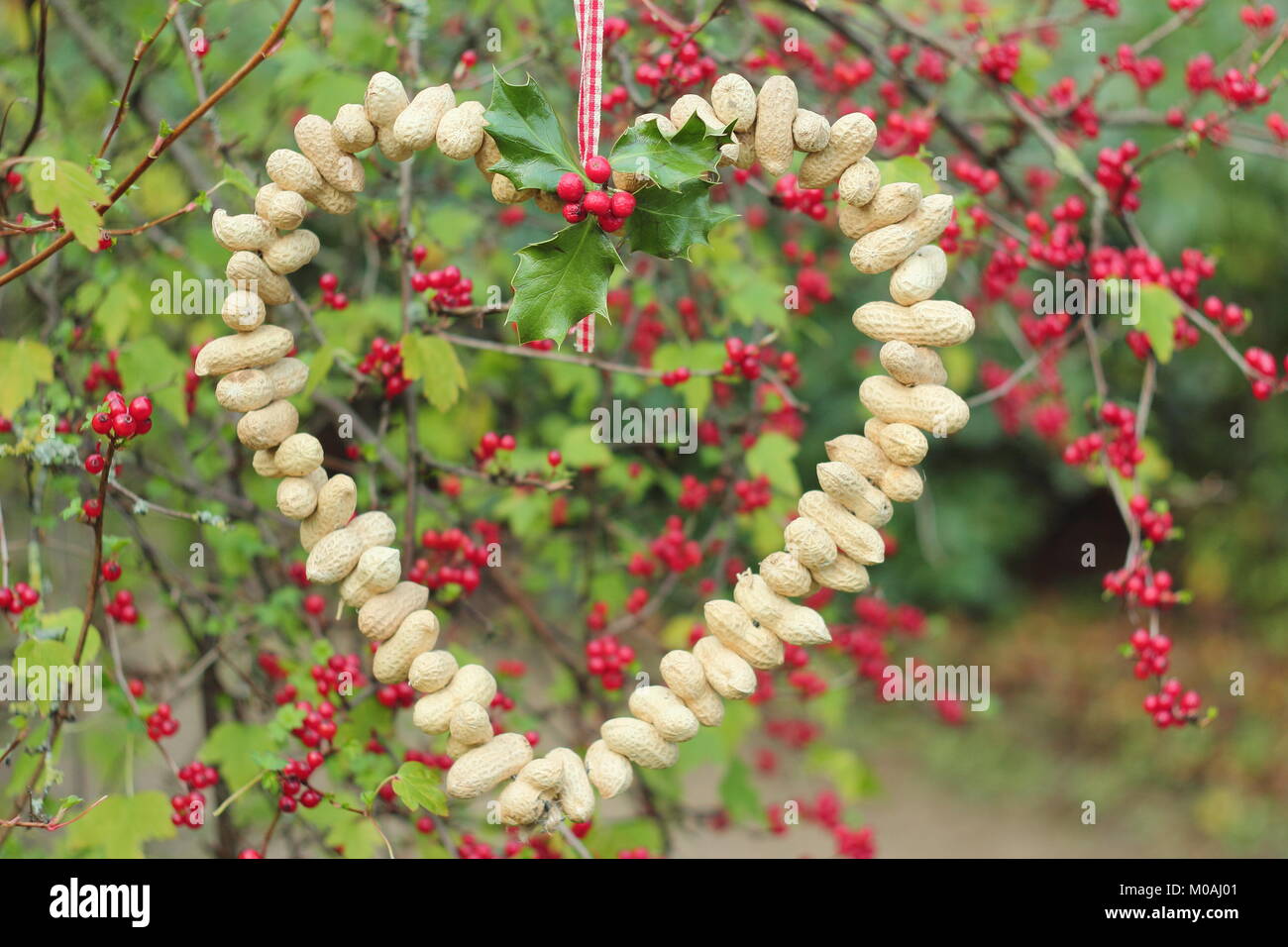 Creazione di una rapida, inverno a forma di cuore bird feeder da scimmia dadi (guida passo passo). Passo 3 di 3: alimentatore posto dove si può godere la visione di uccelli Foto Stock
