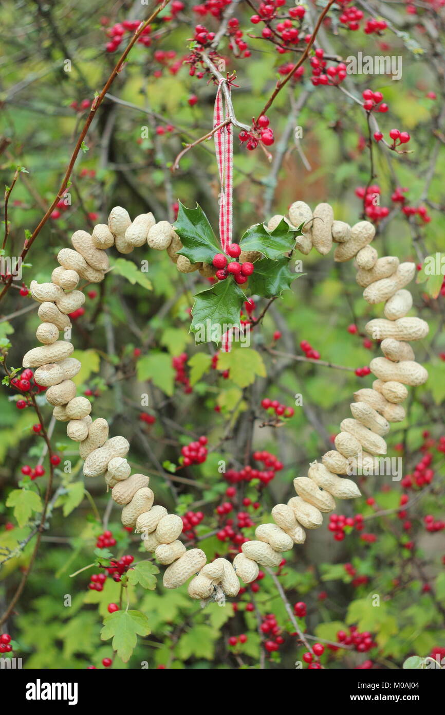 Creazione di una rapida, inverno a forma di cuore bird feeder da scimmia dadi (guida passo passo). Passo 3 di 3: alimentatore posto dove si può godere la visione di uccelli Foto Stock