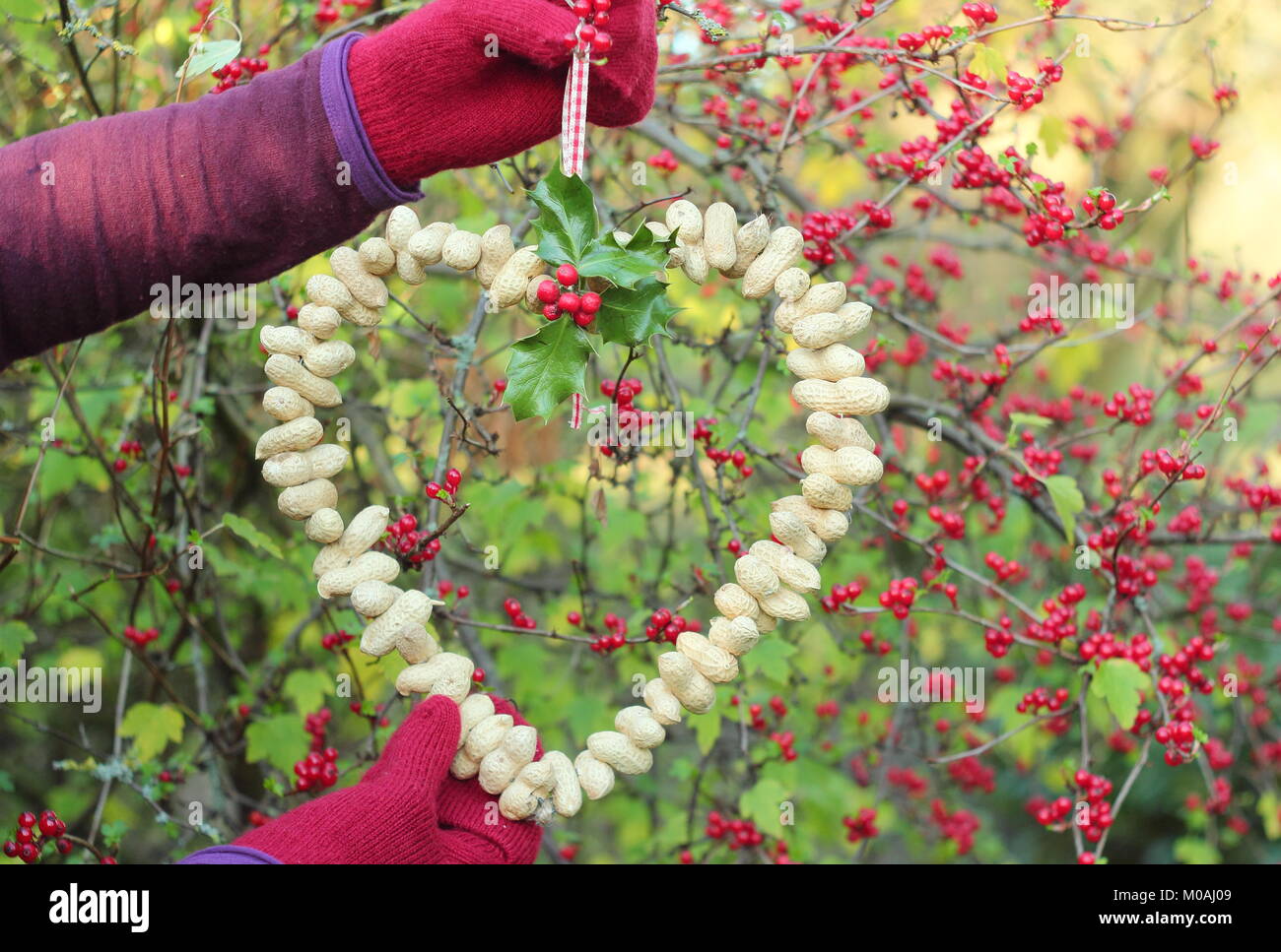 Creazione di un inverno in casa a forma di cuore bird feeder da scimmia dadi (guida passo passo). Passo 3 di 3: alimentatore posto dove si può godere la visione di uccelli Foto Stock