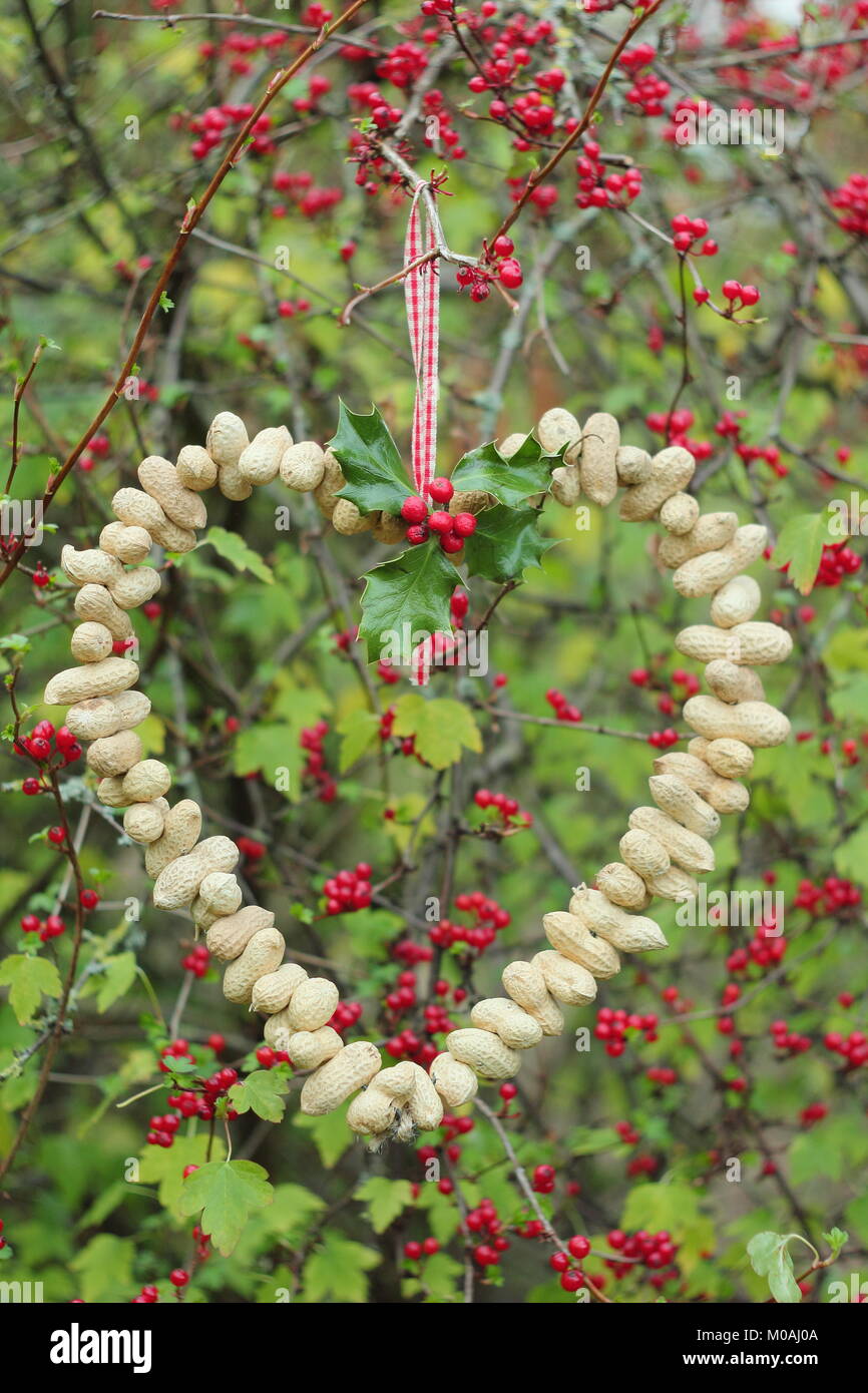 Creazione di una rapida, inverno a forma di cuore bird feeder da scimmia dadi (guida passo passo). Passo 3 di 3: alimentatore posto dove si può godere la visione di uccelli Foto Stock