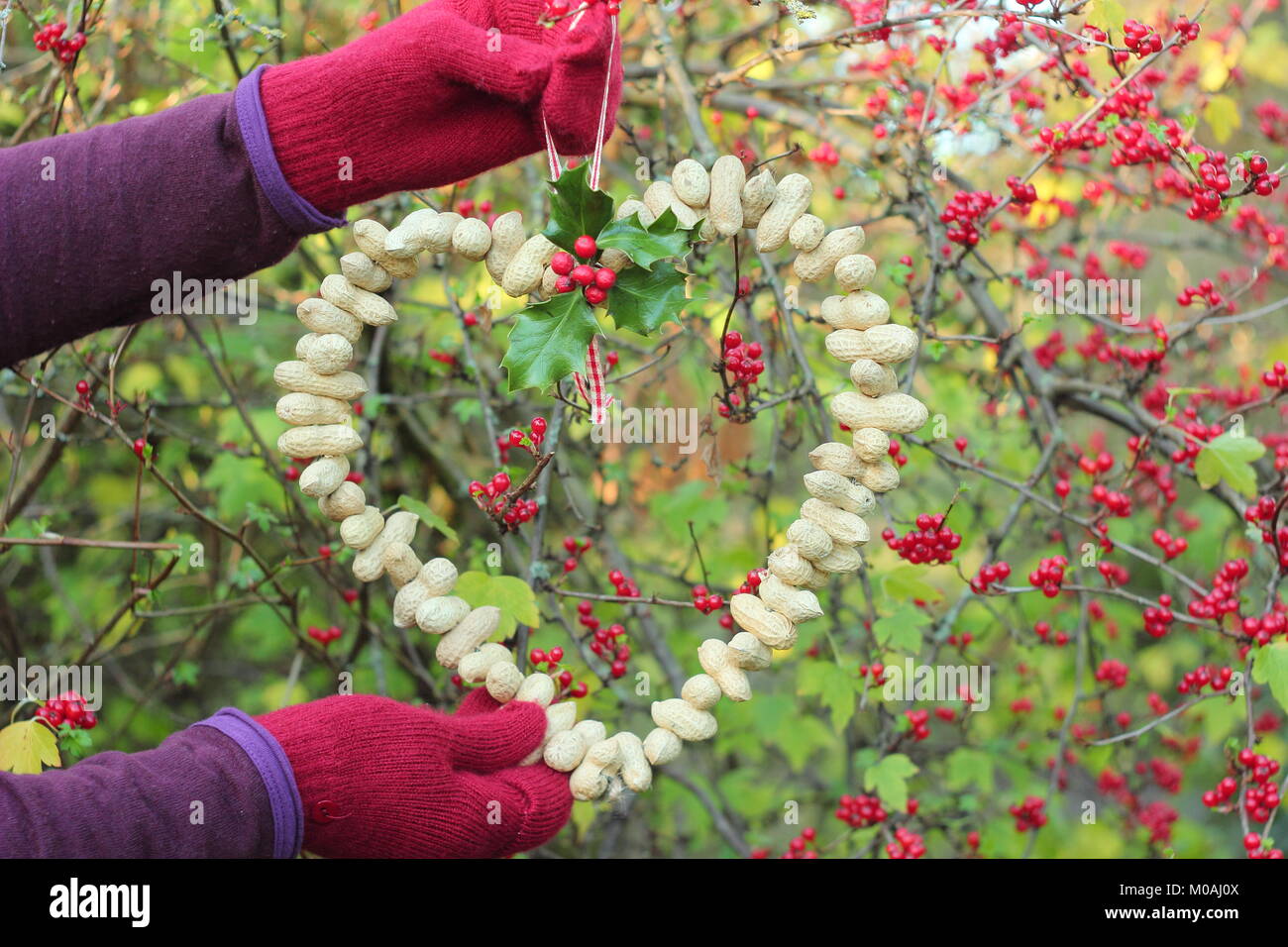Creazione di una rapida, inverno a forma di cuore bird feeder da scimmia dadi (guida passo passo). Passo 3 di 3: alimentatore posto dove si può godere la visione di uccelli Foto Stock
