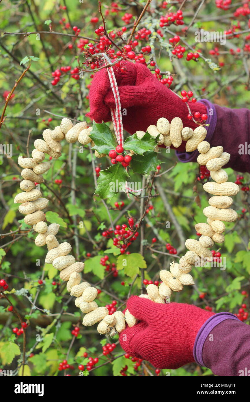 La creazione di una casa fatta inverno a forma di cuore bird feeder da scimmia dadi (guida passo passo). Passo 3 di 3: alimentatore posto dove si può godere la visione di uccelli Foto Stock
