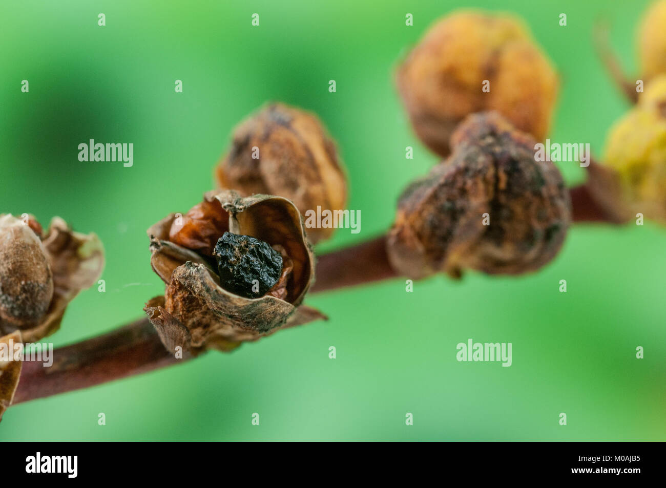 In prossimità di un seme aperto Crocosmia pod che mostra un singolo seme nero Foto Stock