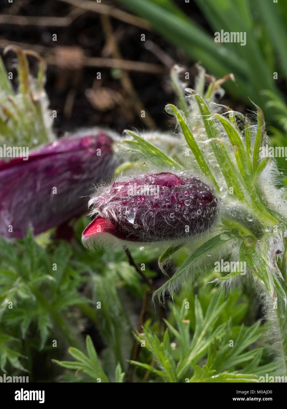 Il deep red flower bud di Pulsatilla vulgaris rubra con scintillanti di goccioline di acqua Foto Stock