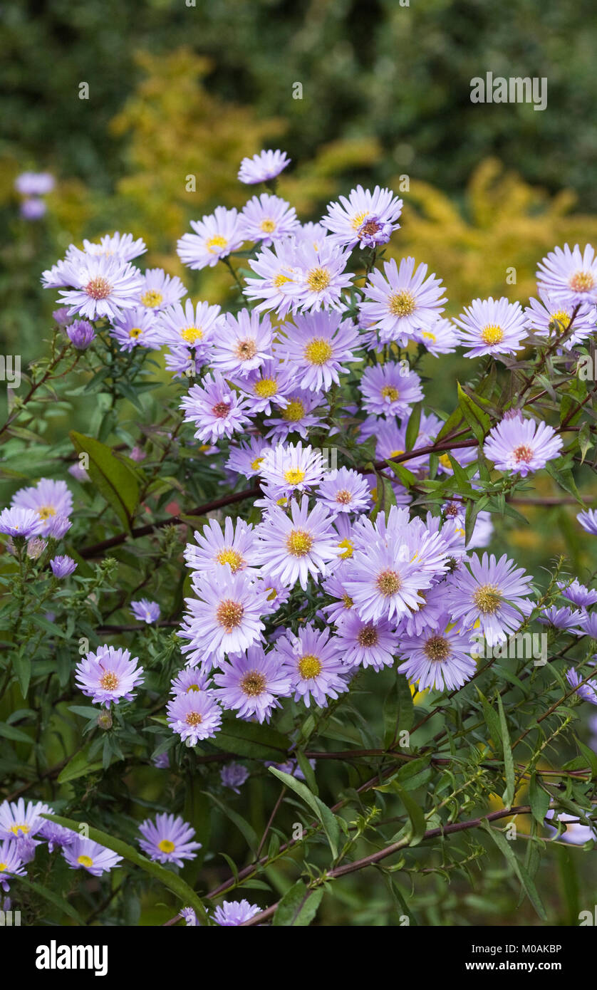 Symphyotrichum fiori. Michaelmas margherite nel giardino. Foto Stock