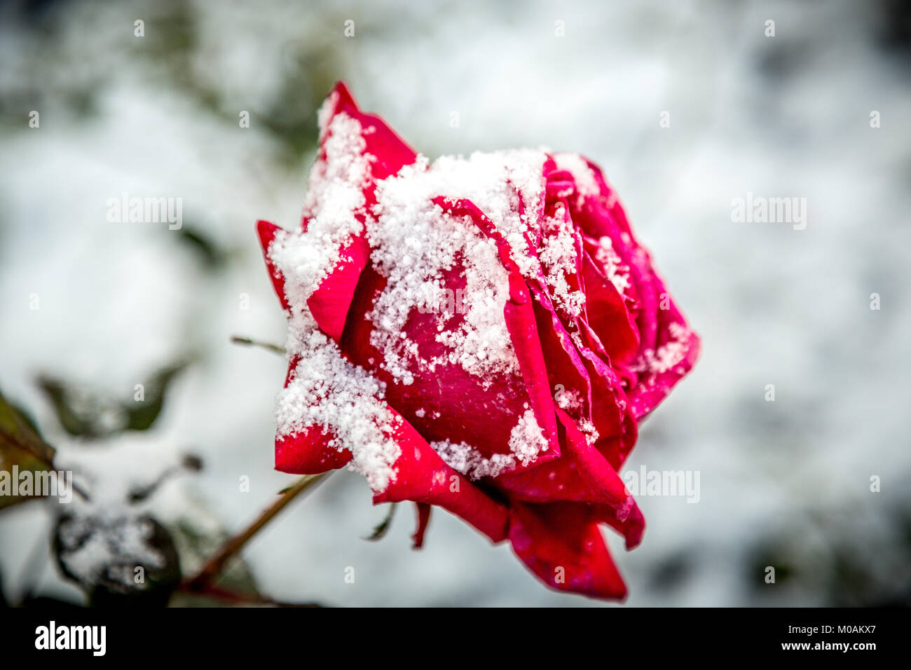 Una rosa rossa nella neve Foto Stock