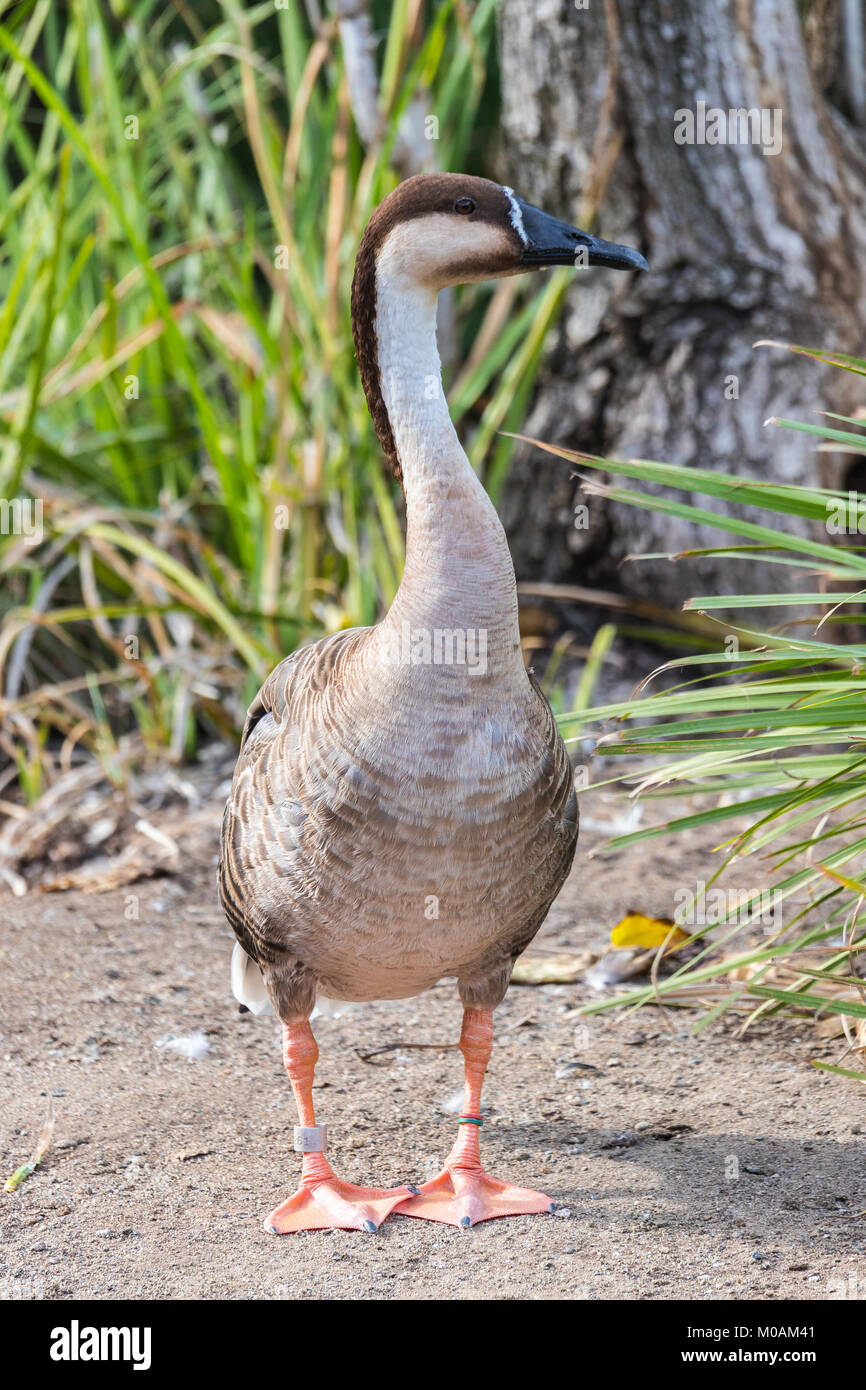 Oca cignoide Foto Stock