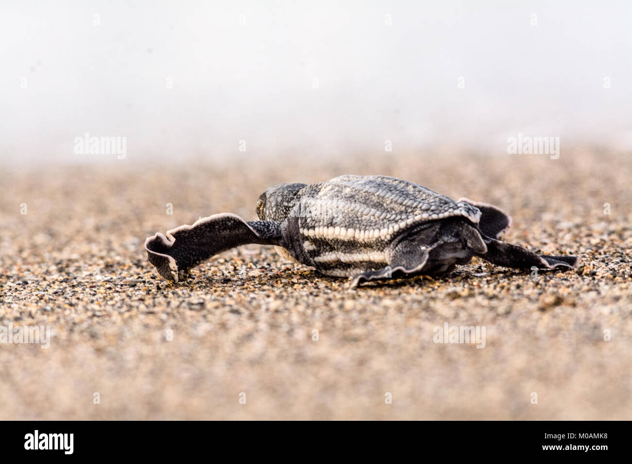 Una nuova pelle tratteggiate indietro la voce della tartaruga di mare. Foto Stock