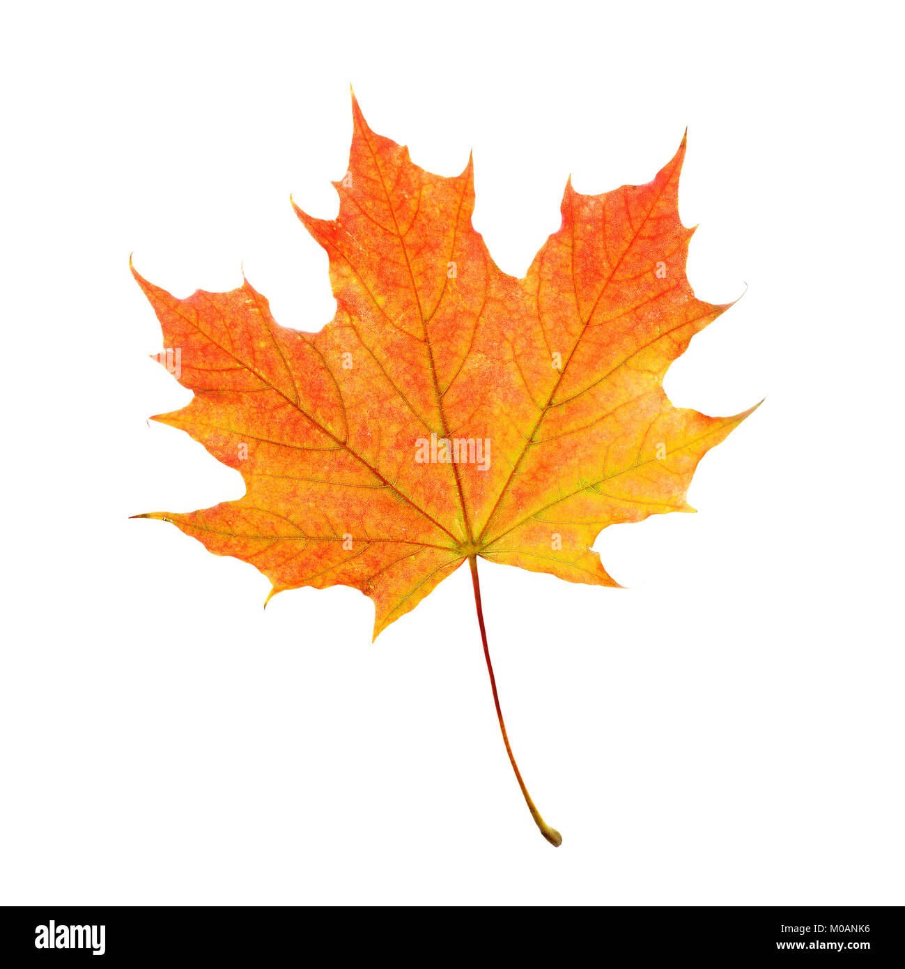 Isolato Maple Leaf. Simbolo di caduta Foto Stock