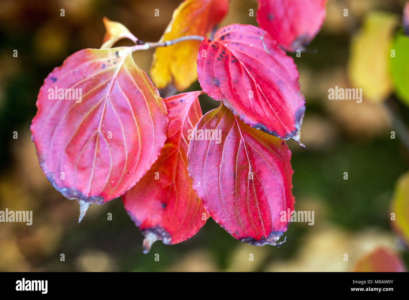 Dogwood autunno Cornus kousa 'Satomi', Cornus kousa lascia colorazione rosso scuro in autunno, foglie su un ramo colorazione foglie di pianta Foto Stock