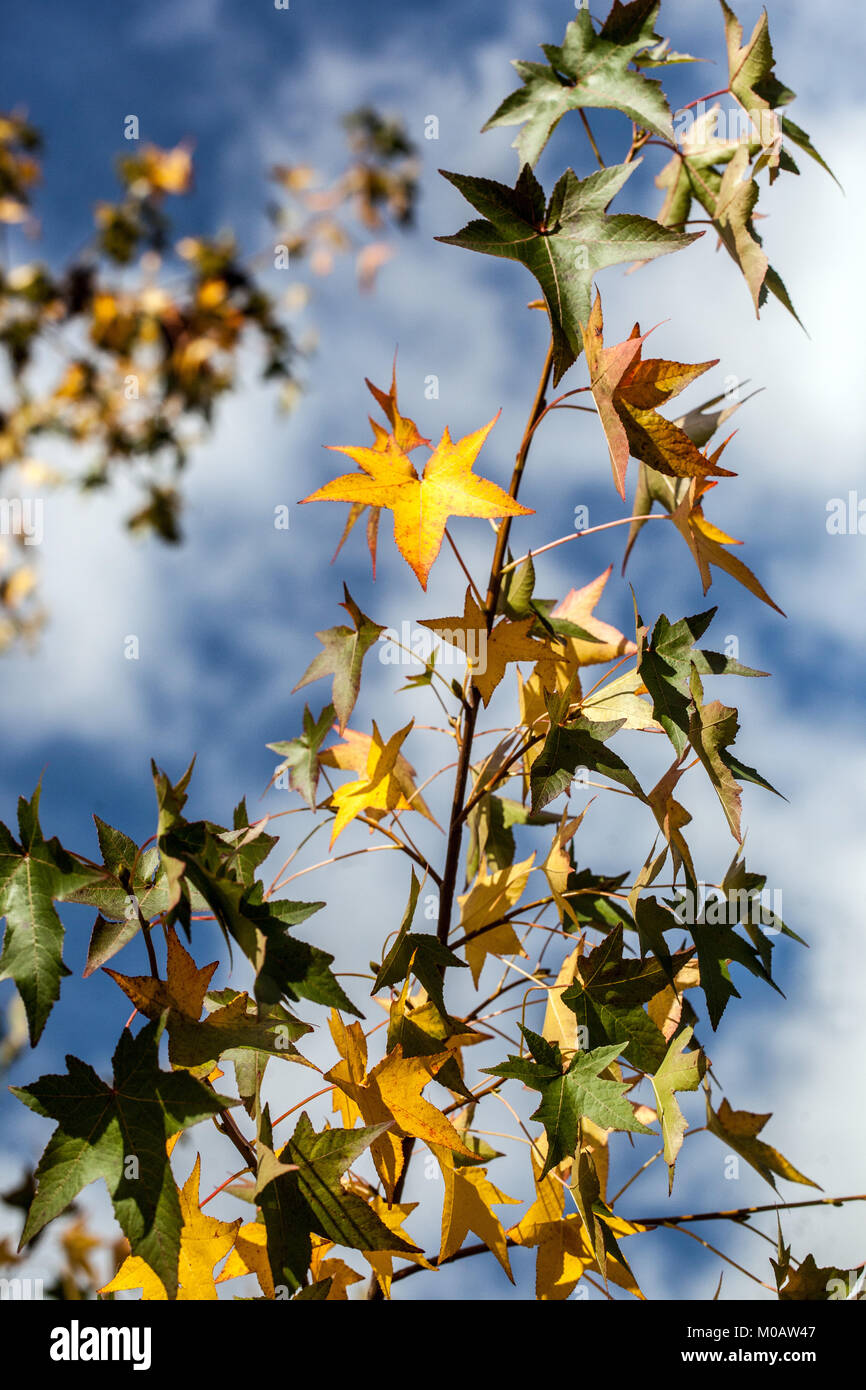 Liquidambar styraciflua, American sweetgum albero giallo che mostra le foglie d'autunno contro il cielo blu Foto Stock