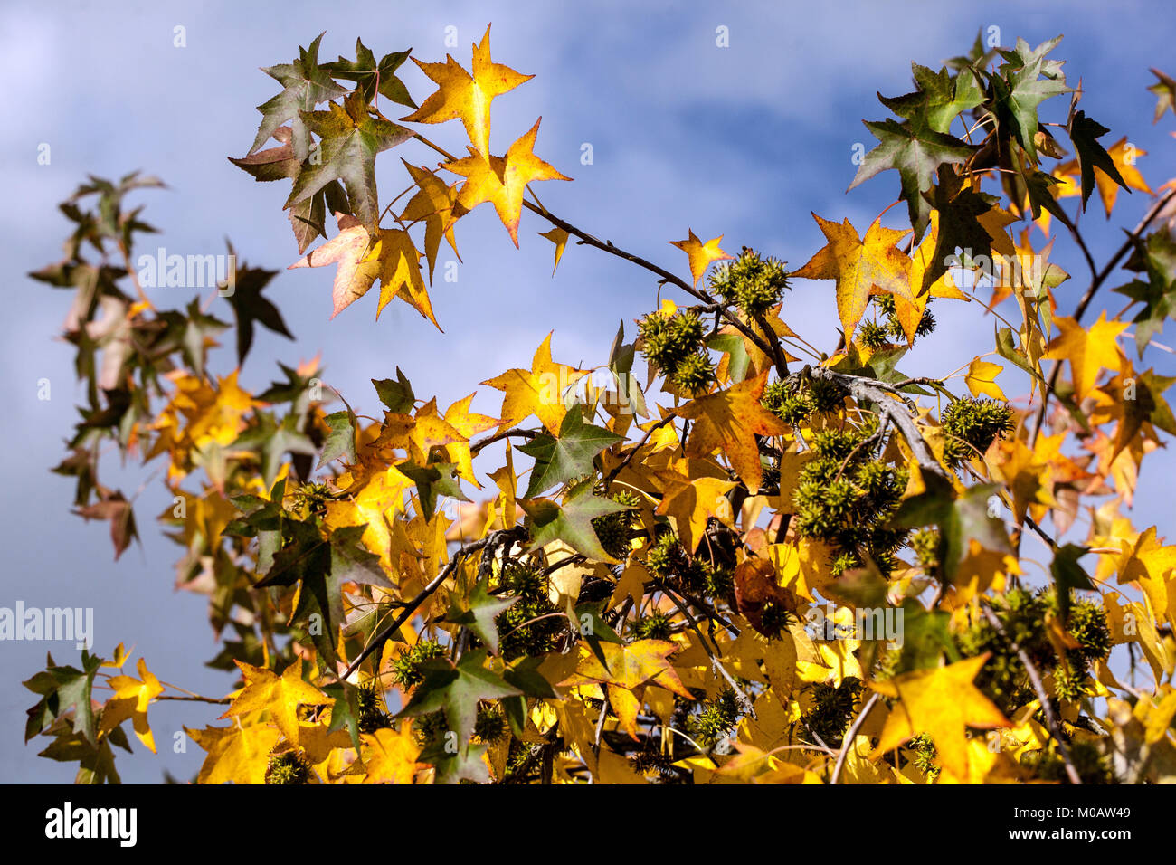 Liquidambar styraciflua, albero di dolcifico americano giallo foglie autunnali che mostrano foglie giallenti sull'albero Foto Stock