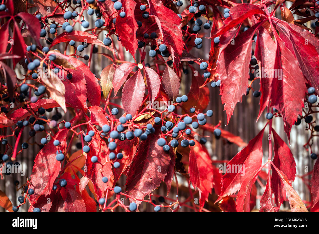 Impianti di arrampicata, Virginia super bacche, Parthenocissus quinquefolia 'Engelmannii' foglie rosse scalatori autunno Foto Stock