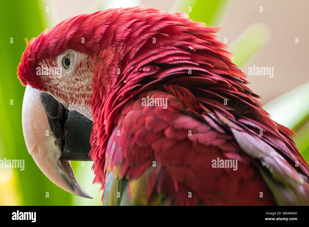 Chiudere orizzontale di Green Winged Macaw compresi becco, occhio, testa e piume attorno alla testa Foto Stock