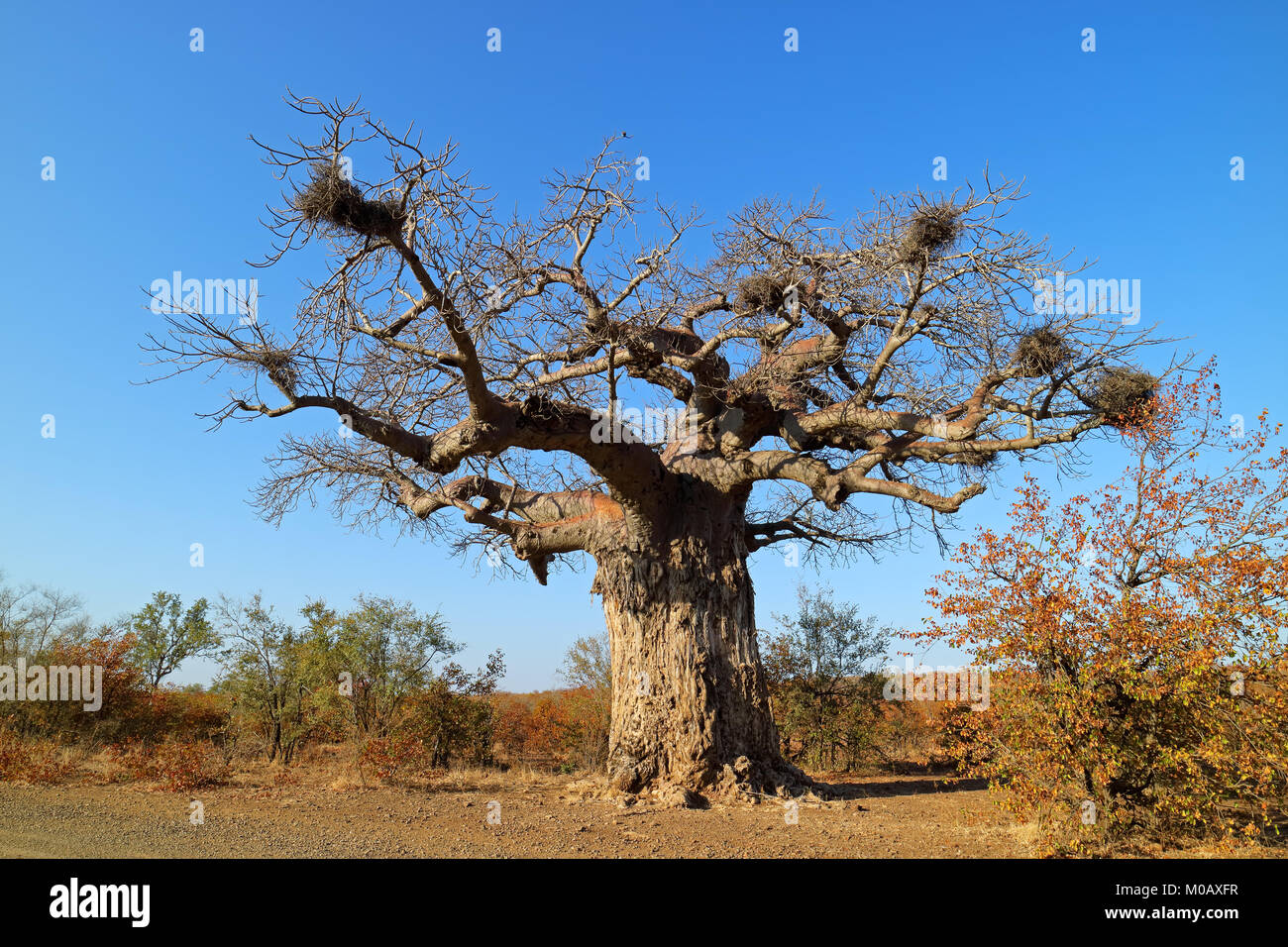 Baobab durante la stagione secca, Kruger National Park, Sud Africa Foto Stock