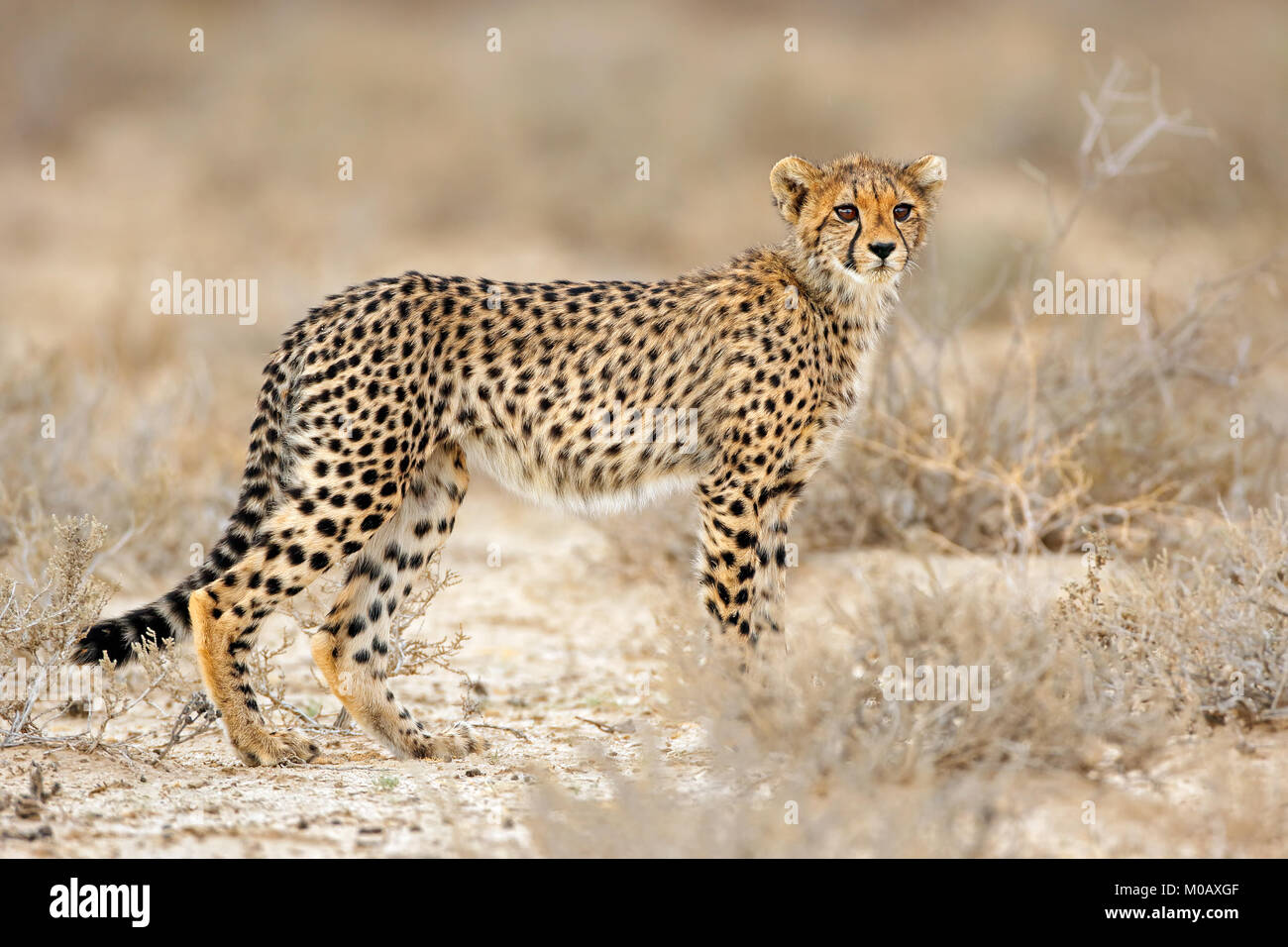 Giovani ghepardo (Acinonyx jubatus) in habitat naturale, deserto Kalahari, Sud Africa Foto Stock