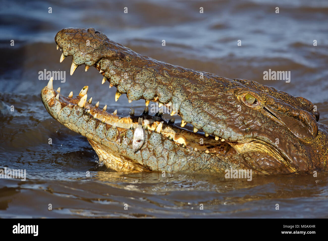 Coccodrillo del Nilo (Crocodylus niloticus) pescare un pesce piccolo, Kruger National Park, Sud Africa Foto Stock