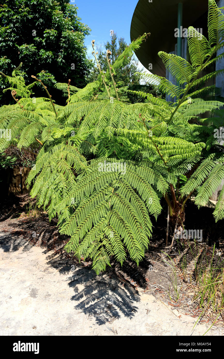 Cyathea cooperi o australiano Fern Tree, lacy tree fern, squamosa tree felce o Cooper's tree fern Foto Stock