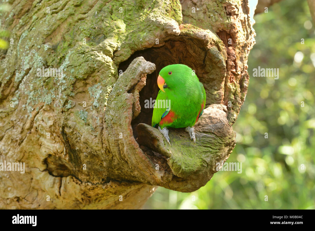 Eclectus Parrot Eclectus roratus maschio a nido Captive cava Foto Stock