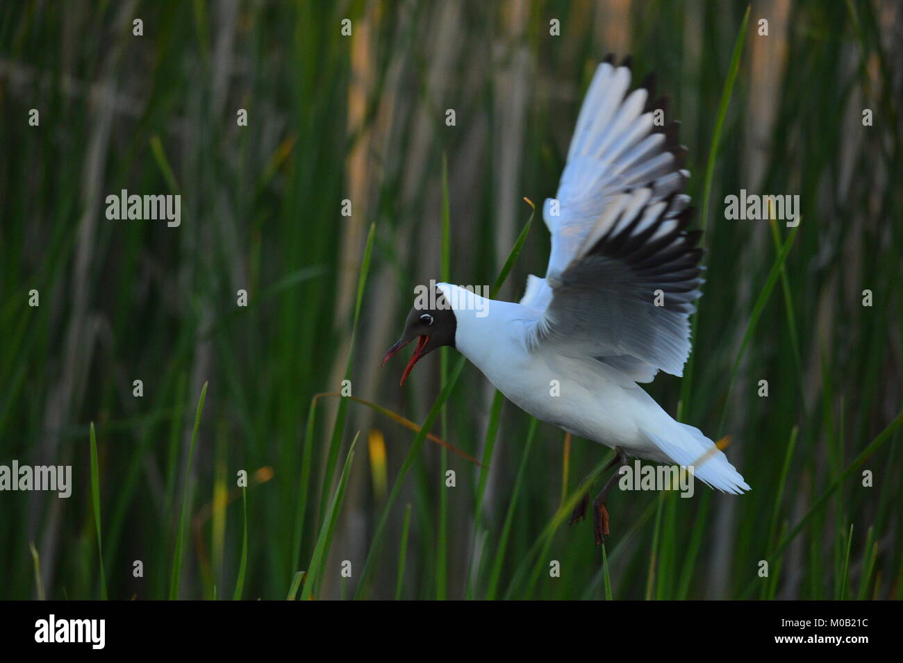 Il piccolo gabbiano (Larus minutus) in volo sull'erba verde sullo sfondo del tramonto. Retroilluminazione Foto Stock