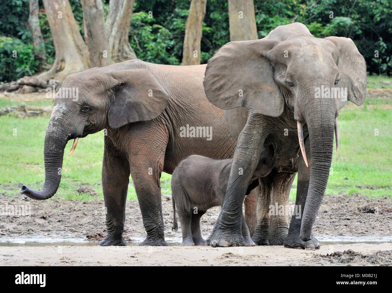 La foresta africana di elefante, Loxodonta africana cyclotis, (foresta abitazione elefante) del bacino del Congo. Alla soluzione salina Dzanga (una radura) Centrale Foto Stock