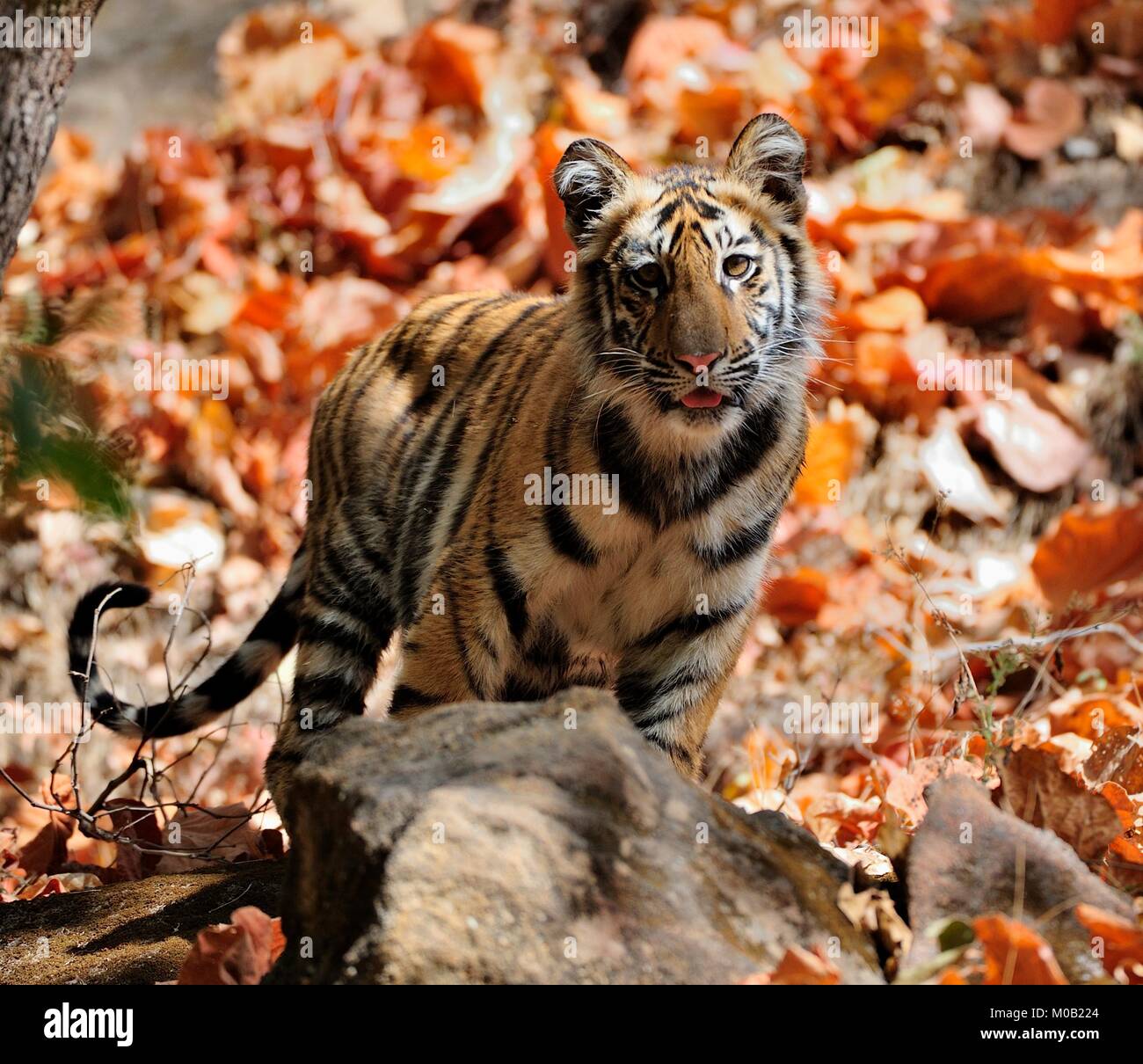 Giovani tigre del Bengala in habitat naturali. Il Bengala (Indiana) tiger Panthera tigris tigris. Parco nazionale di India Foto Stock