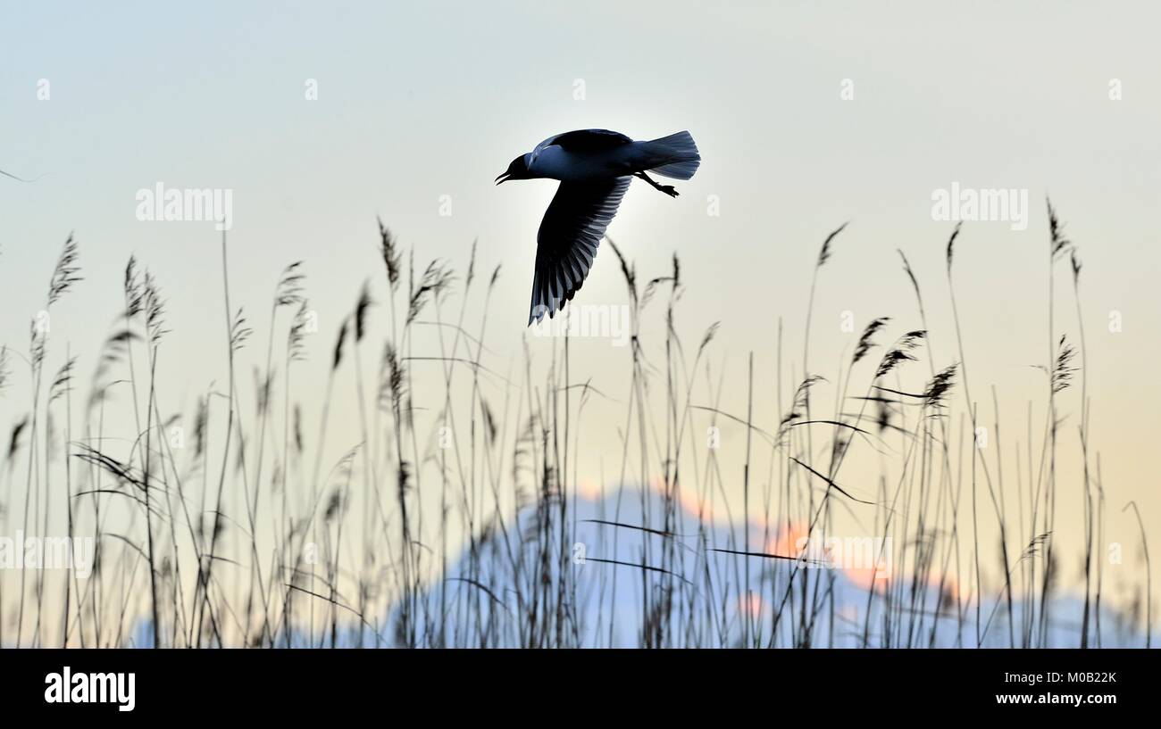 A testa nera (gabbiano Larus ridibundus) in volo nel tramonto. La Russia Foto Stock