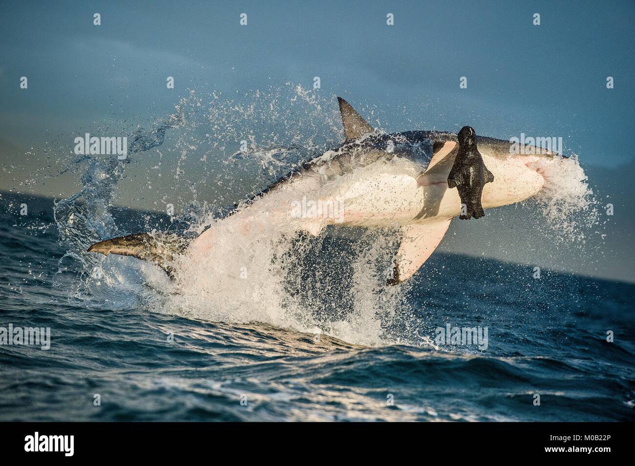 Il grande squalo bianco (Carcharodon carcharias ) la violazione in un attacco . Sud Africa Foto Stock